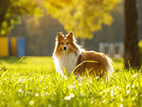 Une chienne Shetland dans un parc - La Prévention Médicale
