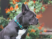 Chien brachycéphale de profil avec un museau court et large, portant un collier coloré, assis devant un fond flou de fleurs orange - La Prévention Médicale