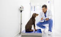 Un vétérinaire accroupi au côté d'un chien lors de la pesée au cabinet - La Prévention Médicale