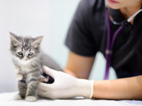 Un chaton tigré gris ausculté par un vétérinaire - La Prévention Médicale