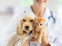 Une vétérinaire en arrière plan tient un chaton roux et un chien beige dans ses bras - La Prévention Médicale