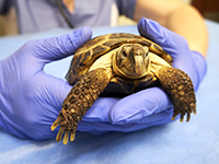LAYANI Sandrine: Gros plan sur les mains gantées d'un vétérinaire qui présente une petite tortue de terre - La Prévention Médicale LAYANI Sandrine: Gros plan sur les mains gantées d'un vétérinaire qui présente une petite tortue de terre - La Prévention Médicale