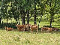 Troupeau de bovins sous les arbres dans un champs verdoyant - La Prévention Médicale