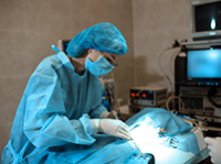 Vétérinaire pratiquant une intervention chirurgicale - La Prévention Médicale