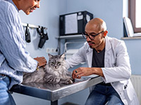 Un vétérinaire ausculte un chat - La Prévention Médicale
