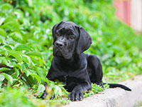Jeune cane corso - La Prévention Médicale