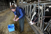chirurgie bovine, sécurité des soins