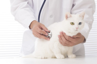vétérinaire et chat