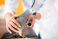L’observance du traitement en médecine des animaux de compagnie