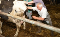 obstétrique bovine, démarche qualité