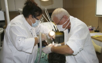 Extraction dent de sagesse
