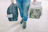 animal, voyage, formalités