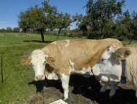 Vache de race Simmental