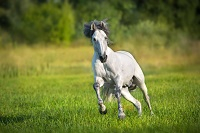 Etalon de pure race espagnole