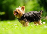chienne Yorkshire Terrier 