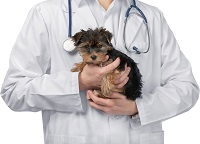 Mort d'une chienne