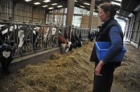 virus BVD, retard, diagnostic