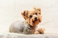 Traitement létal pour une gastro-entérite banale sur un chiot