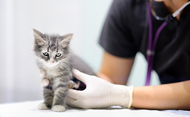 Un chaton tigré gris ausculté par un vétérinaire - La Prévention Médicale