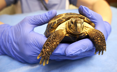 LAYANI Sandrine: Gros plan sur les mains gantées d'un vétérinaire qui présente une petite tortue de terre - La Prévention Médicale LAYANI Sandrine: Gros plan sur les mains gantées d'un vétérinaire qui présente une petite tortue de terre - La Prévention Médicale