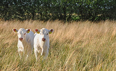 Deux veaux charolais dans une prairie - La Prévention Médicale