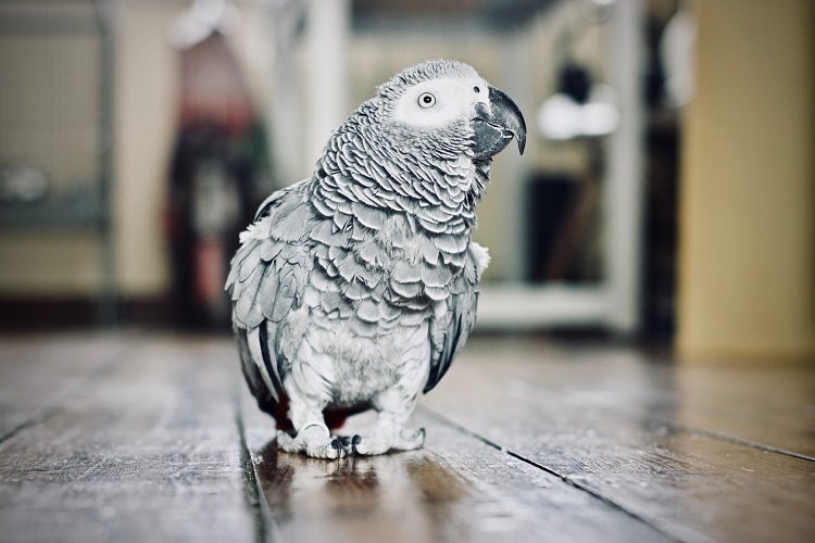 Perroquet gris Gabon